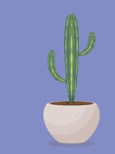 Succulent In A Pot Stock Image Succulent In A Pot Stock Image