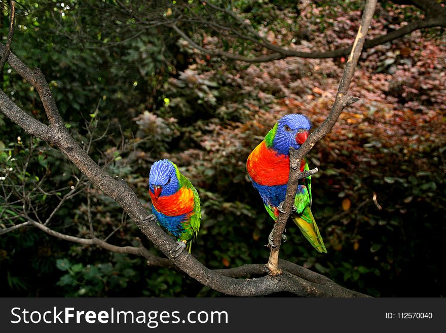 Bird, Vertebrate, Parrot, Macaw