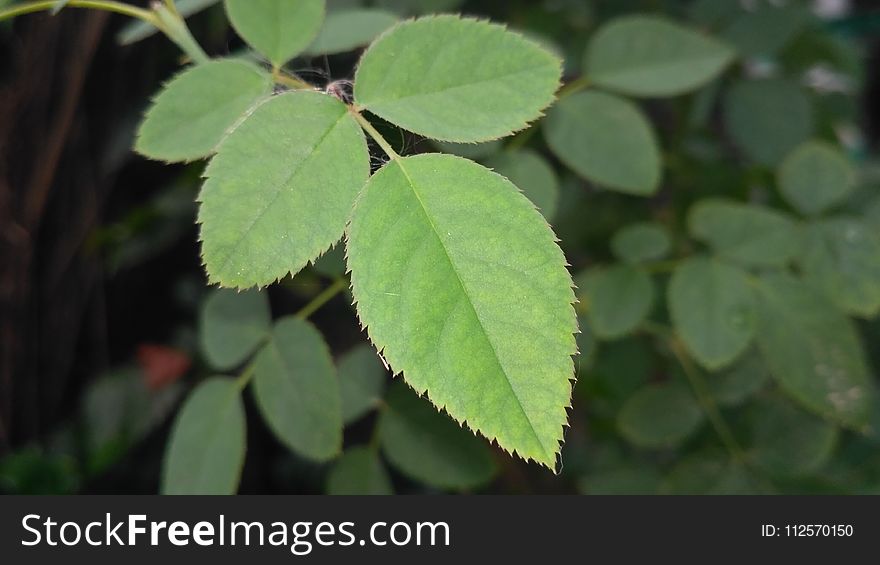 Plant, Leaf, Subshrub, Plant Stem