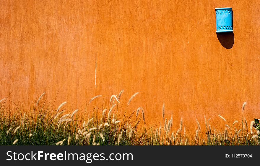 Grass, Grass Family, Field, Orange