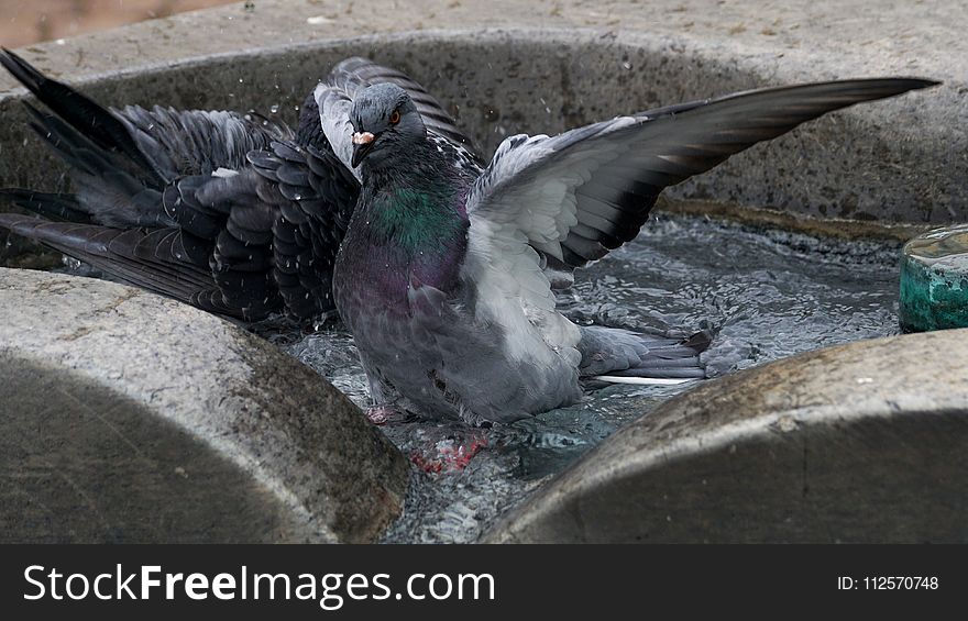 Pigeons And Doves, Bird, Beak, Feather