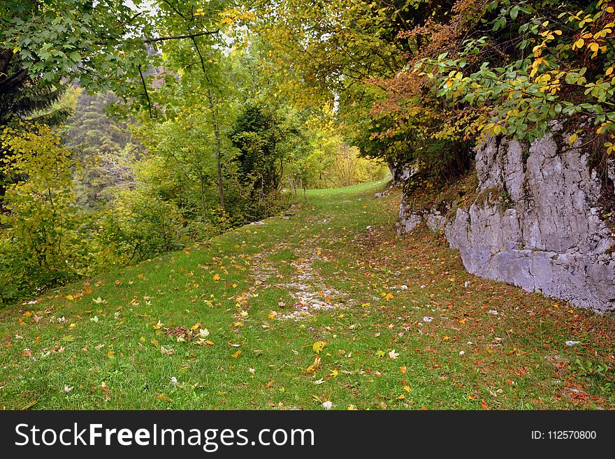 Leaf, Nature, Autumn, Woodland