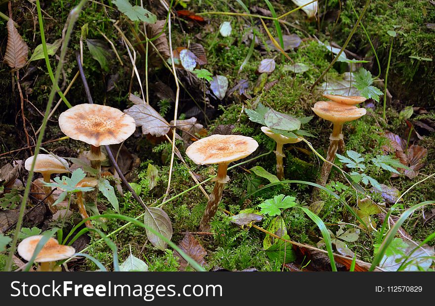 Mushroom, Fungus, Edible Mushroom, Medicinal Mushroom