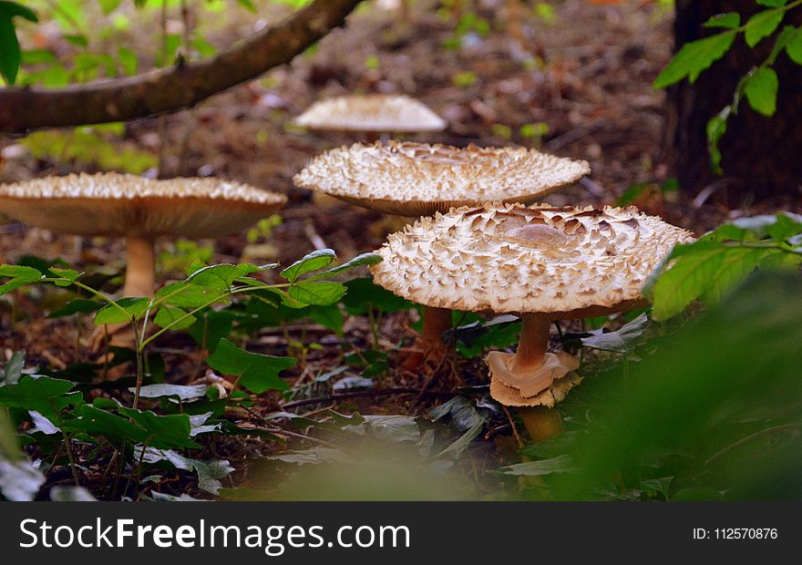 Fungus, Mushroom, Edible Mushroom, Agaricaceae