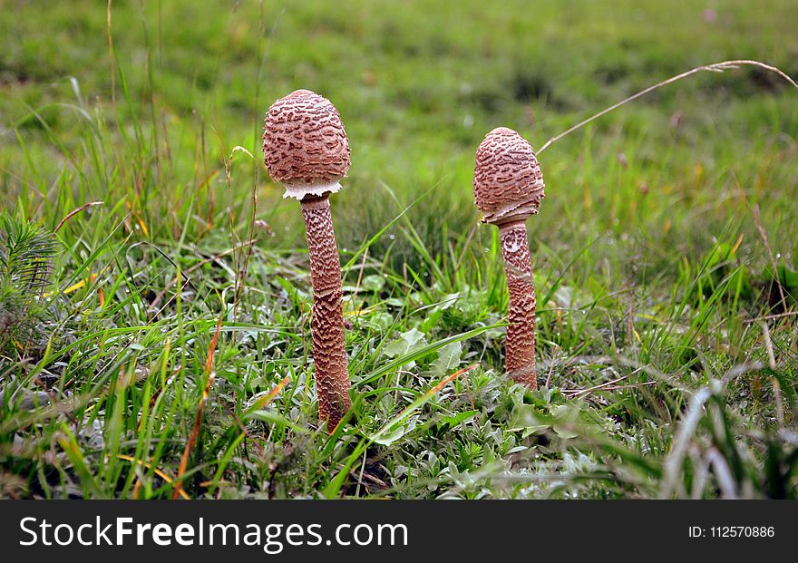 Vegetation, Fungus, Grass, Flora