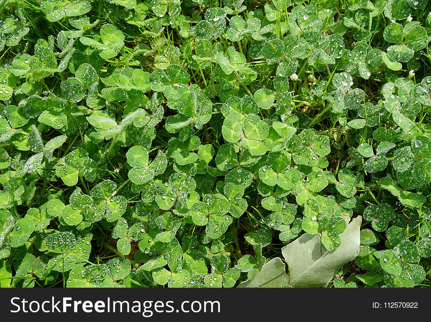Plant, Leaf, Herb, Groundcover