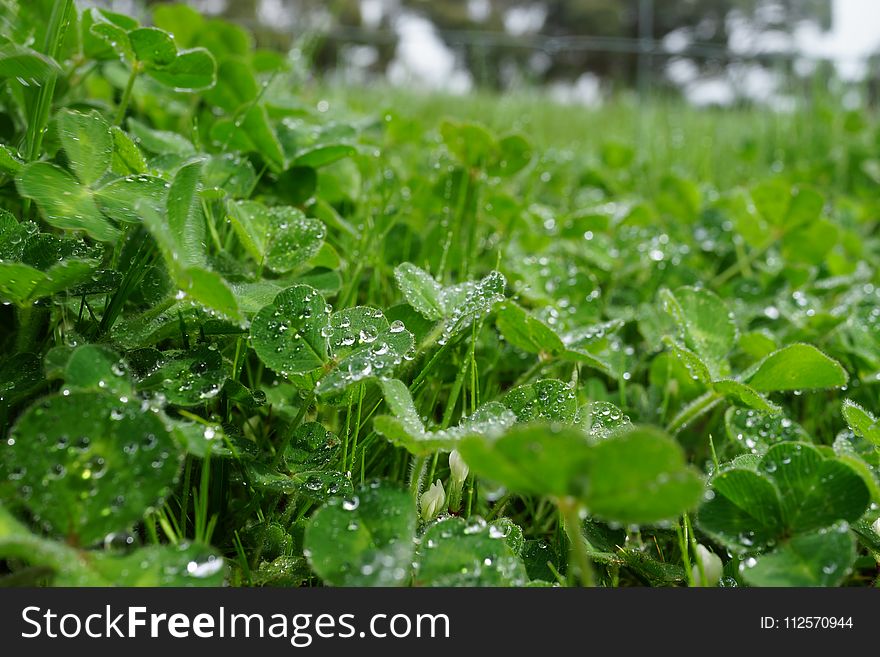 Water, Vegetation, Leaf, Plant