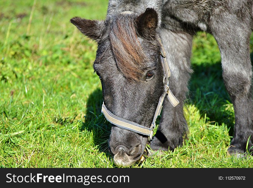 Horse, Grass, Fauna, Pasture