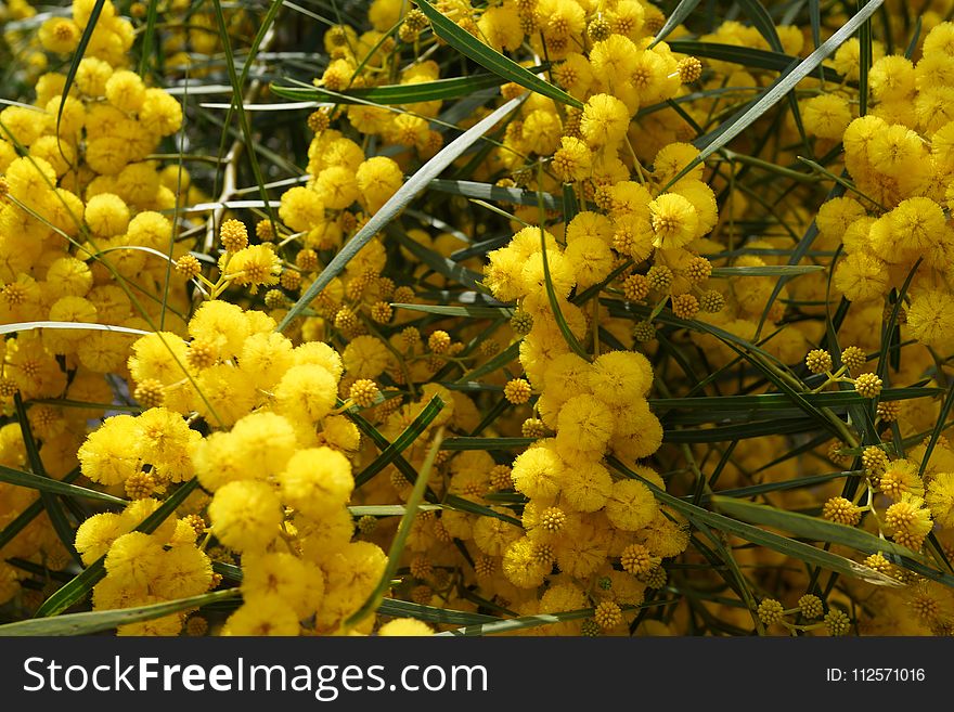 Yellow, Plant, Mimosa, Mahonia