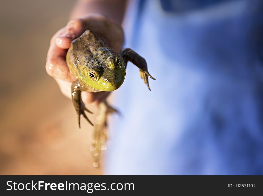 Fauna, Reptile, Lizard, Scaled Reptile