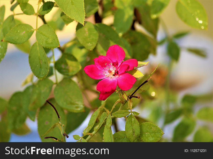 Flower, Plant, Flora, Flowering Plant