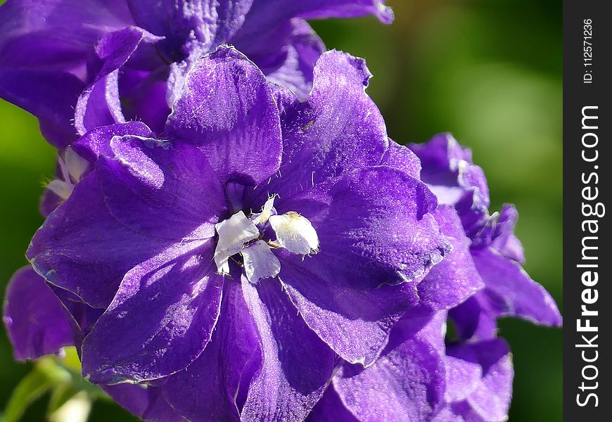Flower, Purple, Violet, Flora