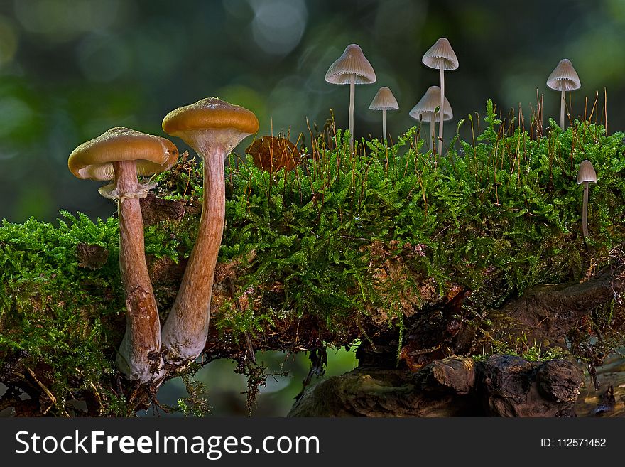 Ecosystem, Fungus, Vegetation, Mushroom