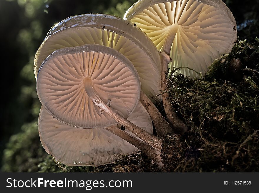 Agaricaceae, Agaricus, Agaricomycetes, Fungus