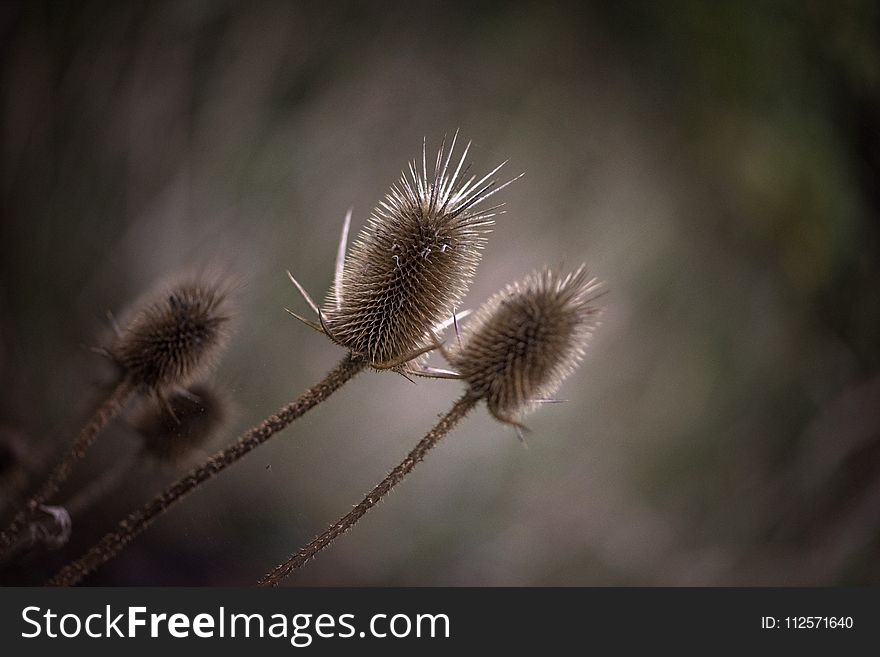 Flora, Flower, Close Up, Macro Photography