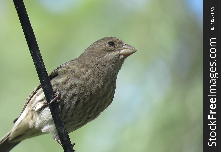 Bird, House Finch, Beak, Fauna