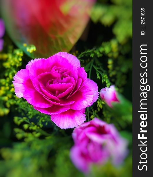 Flower, Pink, Rose, Rose Family