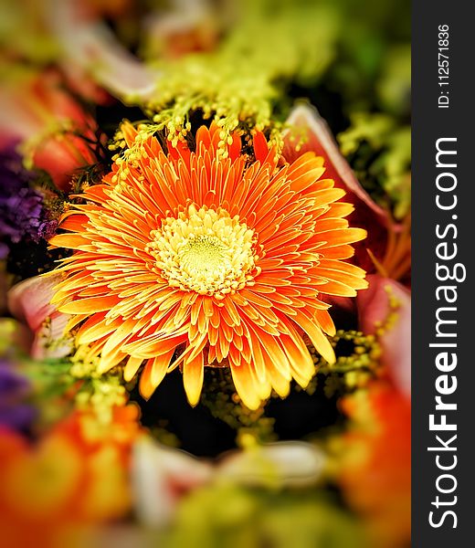 Flower, Yellow, Flora, Flowering Plant