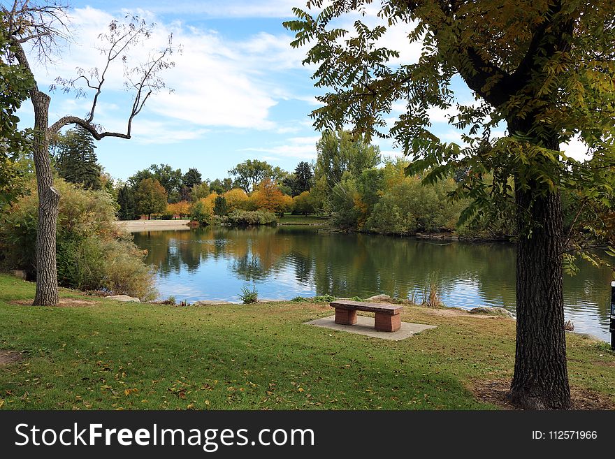 Water, Nature, Reflection, Tree