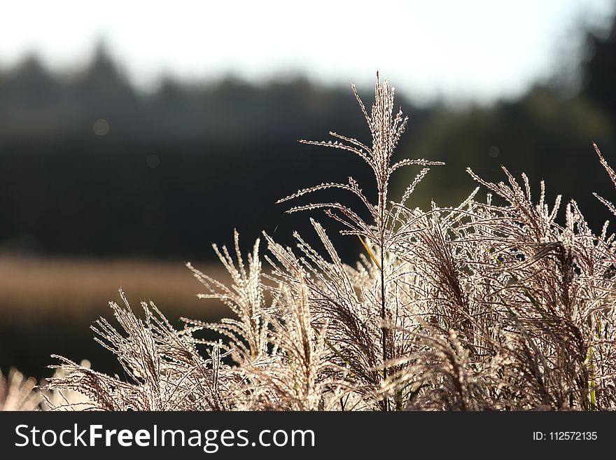 Frost, Grass Family, Grass, Winter