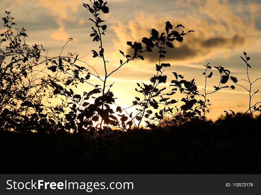 Sky, Nature, Branch, Leaf