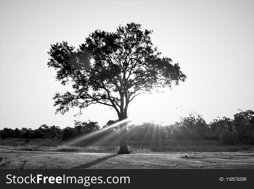 Tree, Black And White, Black, Woody Plant