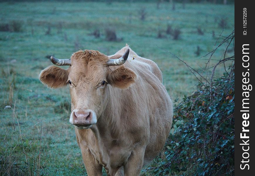 Cattle Like Mammal, Horn, Fauna, Wildlife