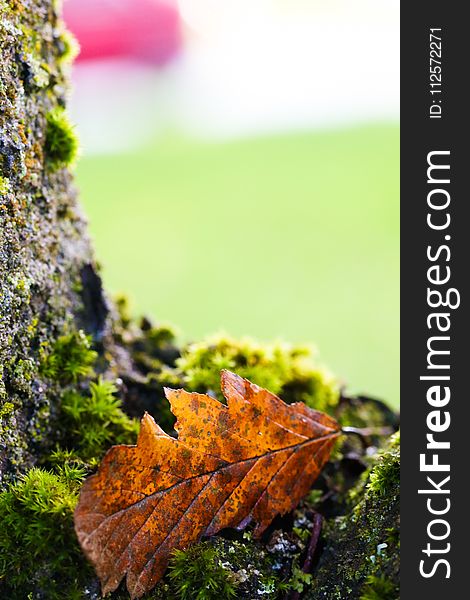 Leaf, Vegetation, Maple Leaf, Autumn