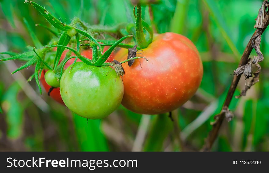 Local Food, Fruit, Natural Foods, Potato And Tomato Genus