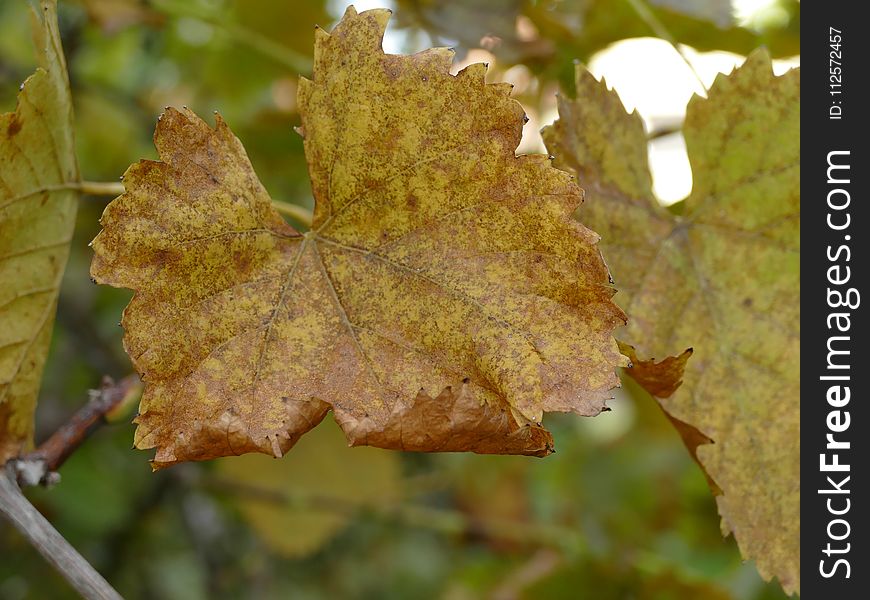 Leaf, Autumn, Maple Leaf, Deciduous