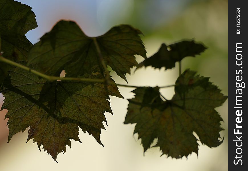Leaf, Grape Leaves, Grapevine Family, Plant