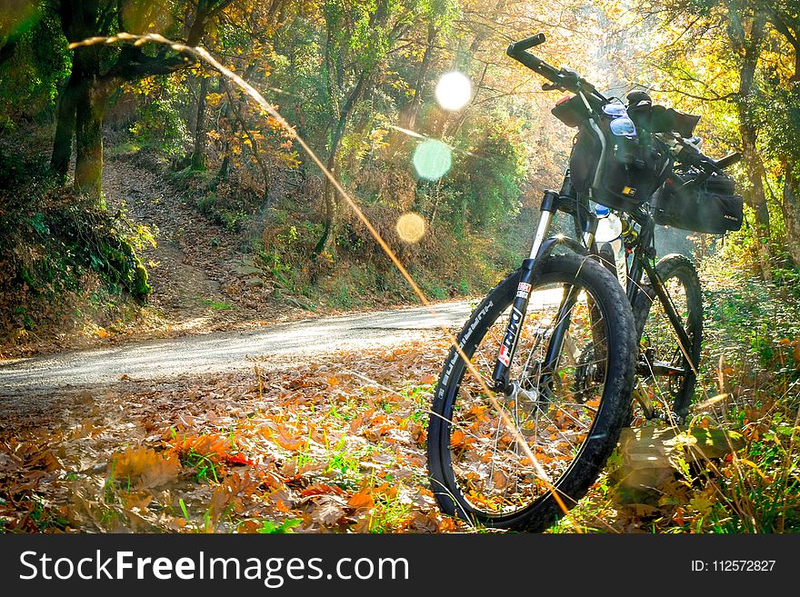 Bicycle, Road Bicycle, Yellow, Mountain Bike