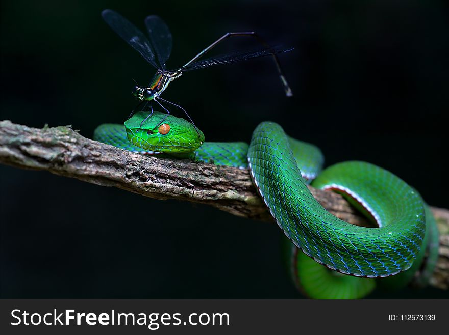 Reptile, Serpent, Fauna, Organism