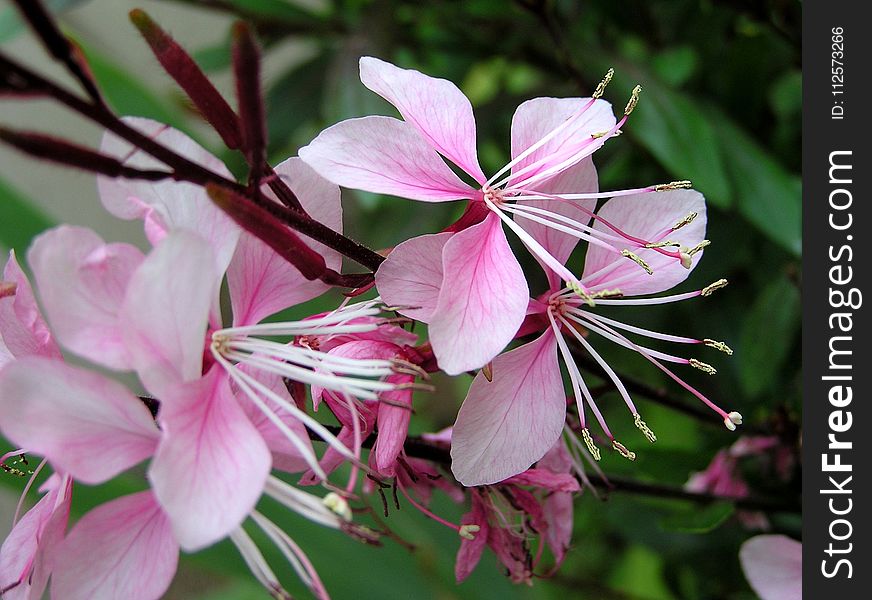 Flower, Plant, Pink, Flora