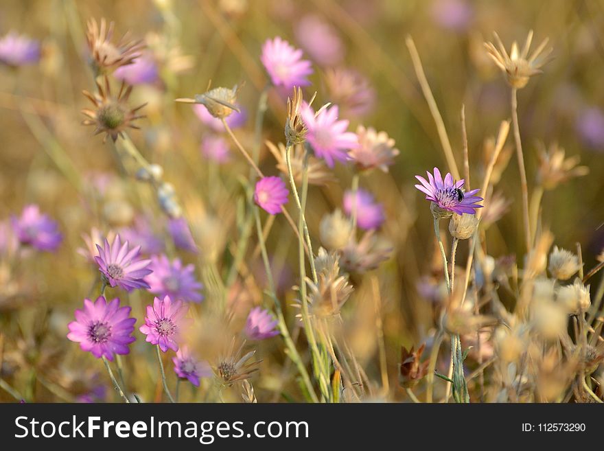 Flower, Flora, Wildflower, Purple