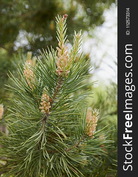 Tree, Pine Family, Spruce, Conifer