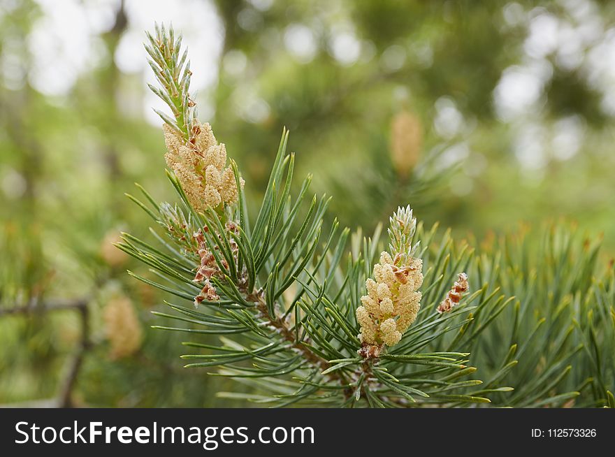 Tree, Vegetation, Pine Family, Conifer