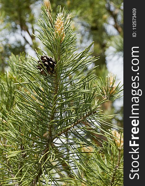 Tree, Pine Family, Vegetation, Plant