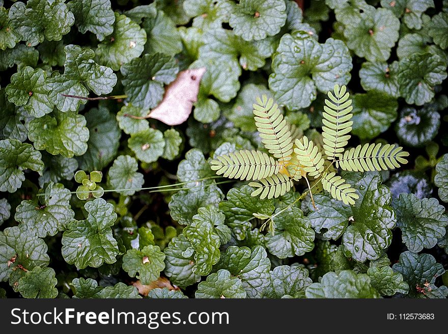 Plant, Vegetation, Flora, Leaf