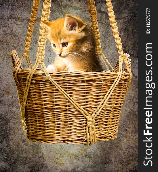 Cat, Small To Medium Sized Cats, Whiskers, Basket
