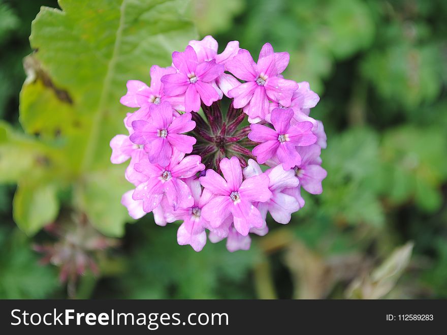 Flower, Plant, Flowering Plant, Flora