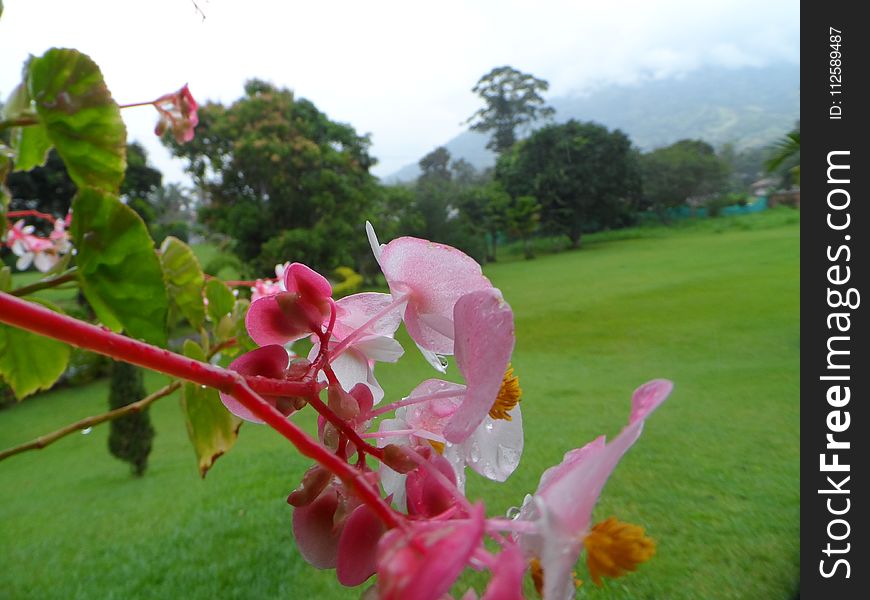 Pink, Plant, Flora, Flower