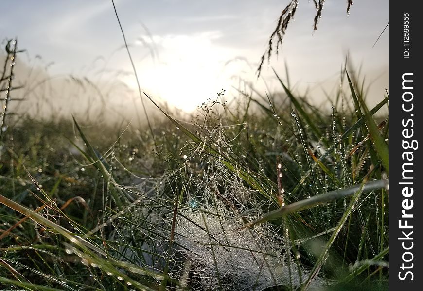 Spider Web, Ecosystem, Grass, Vegetation