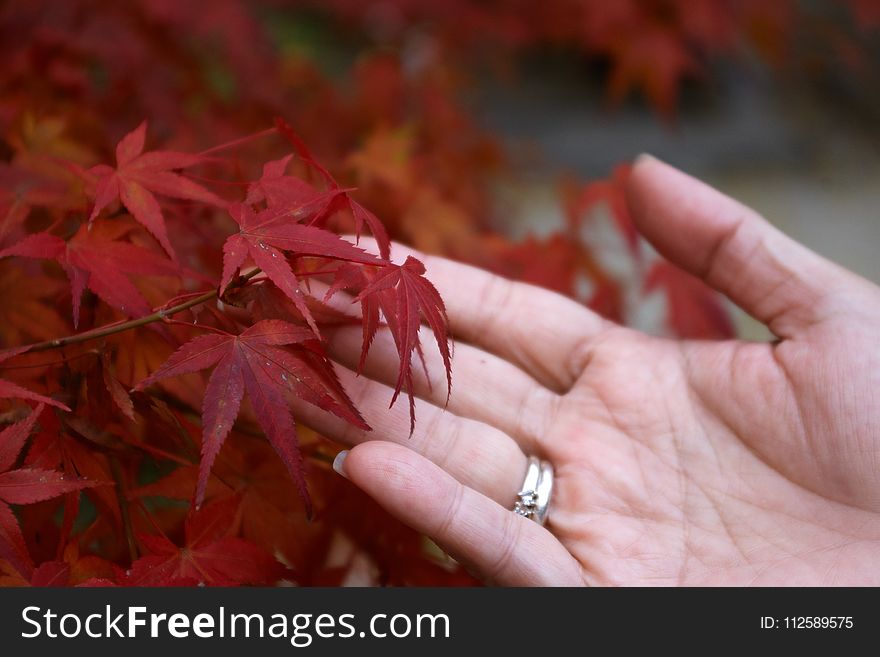 Leaf, Maple Leaf, Autumn, Close Up