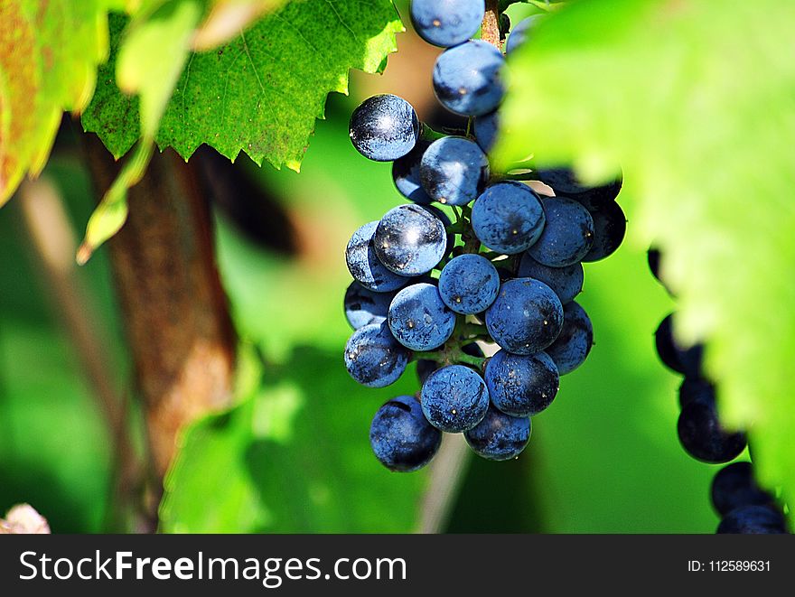 Grape, Fruit, Grapevine Family, Bilberry