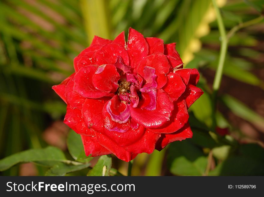Flower, Red, Rose Family, Rose