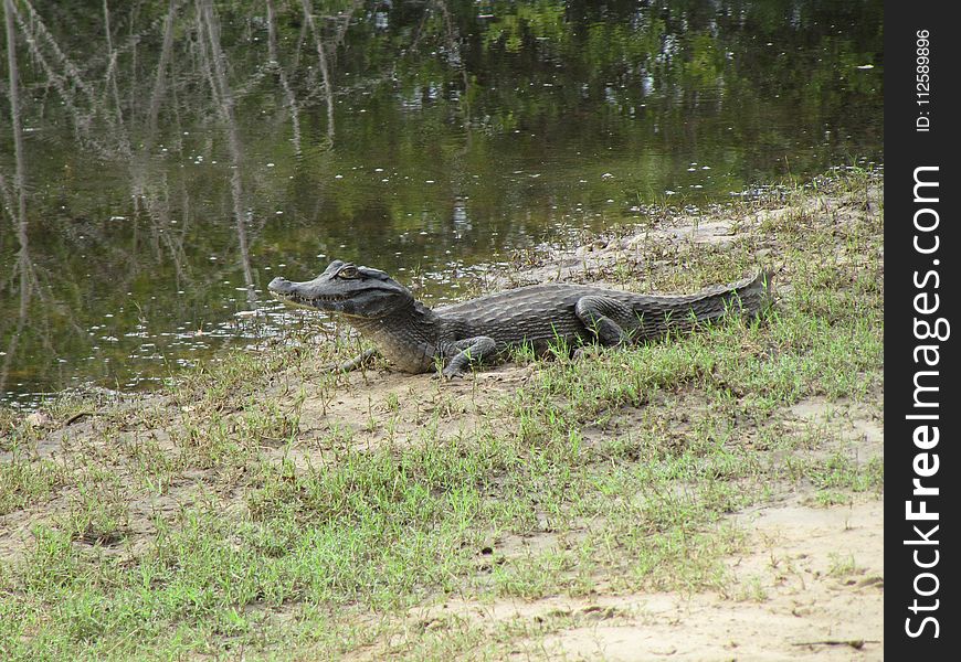 Alligator, Crocodilia, American Alligator, Crocodile