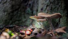 Free Mushroom, Fungus, Edible Mushroom, Medicinal Mushroom Royalty Free Stock Image - 112593586
