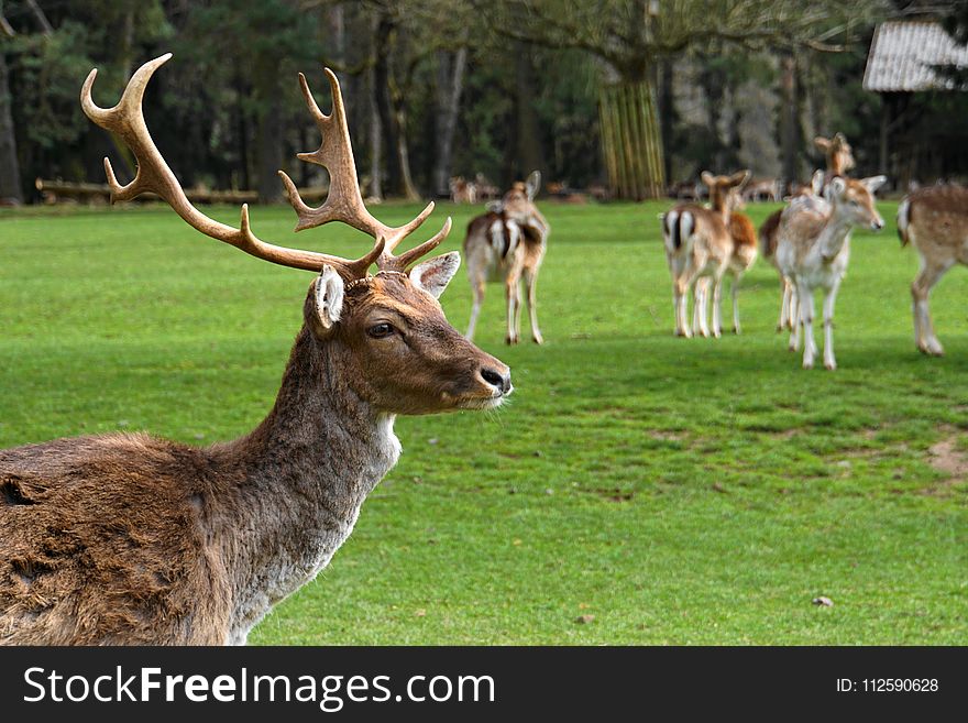 Wildlife, Deer, Fauna, Grass