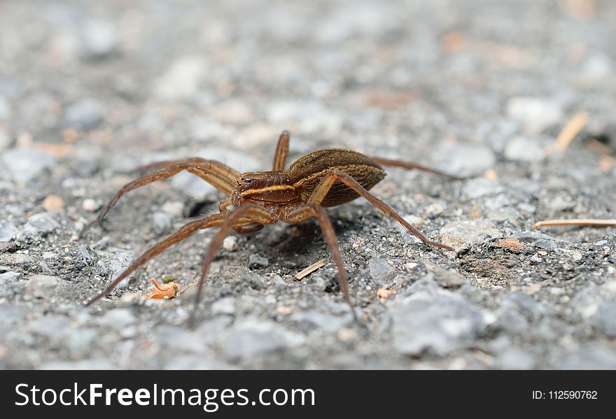 Spider, Invertebrate, Arachnid, Insect